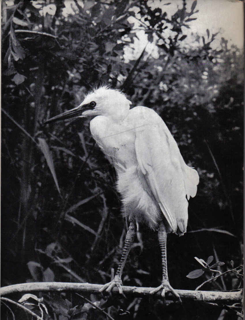 oiseaux_des_marais